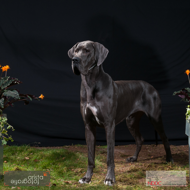 DeSign B von Olsland EUDDC Siegerin 2014