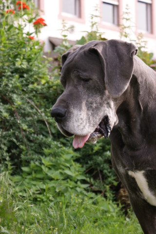 Aristide von Olsland, 8 Jahre 8 Monate