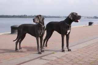 Camih und C.Conrad am Rostocker Hafen