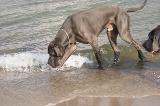 Censor Conrad von Olsland