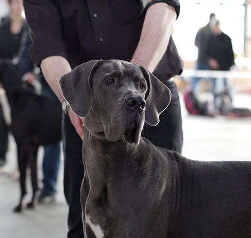 DeSign B v.Olsland BAF