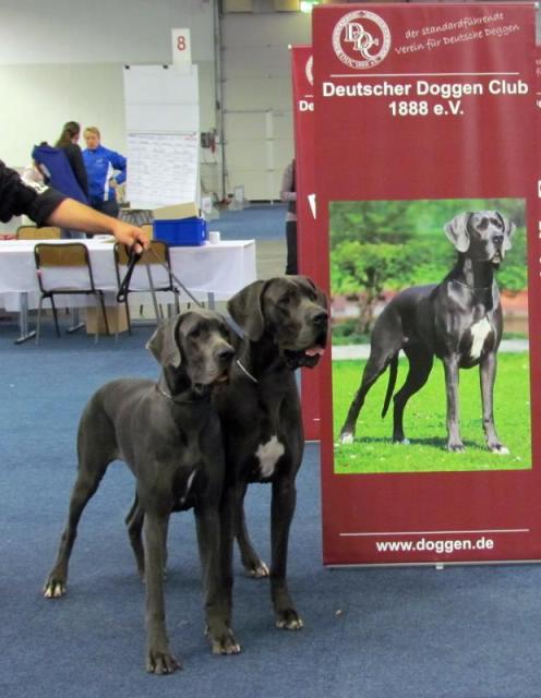 Bundessiegerausstellung 2011