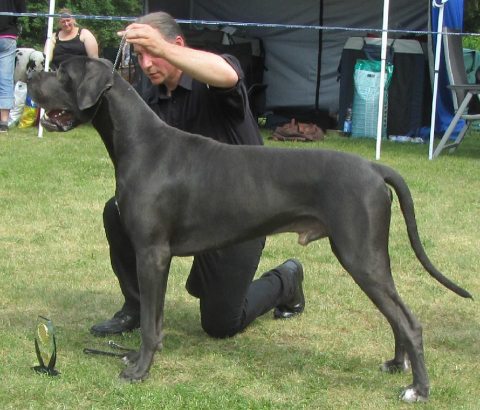 Censor Conrad ist BIS