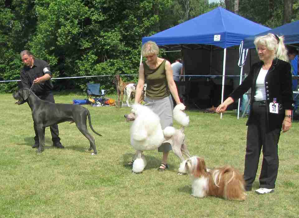 CC ist Bester Hund der Ausstellung