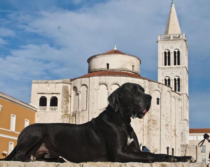 Centauri von Olsland