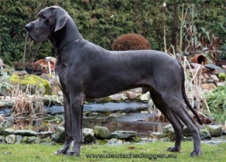 Elderberry´s Little Foot