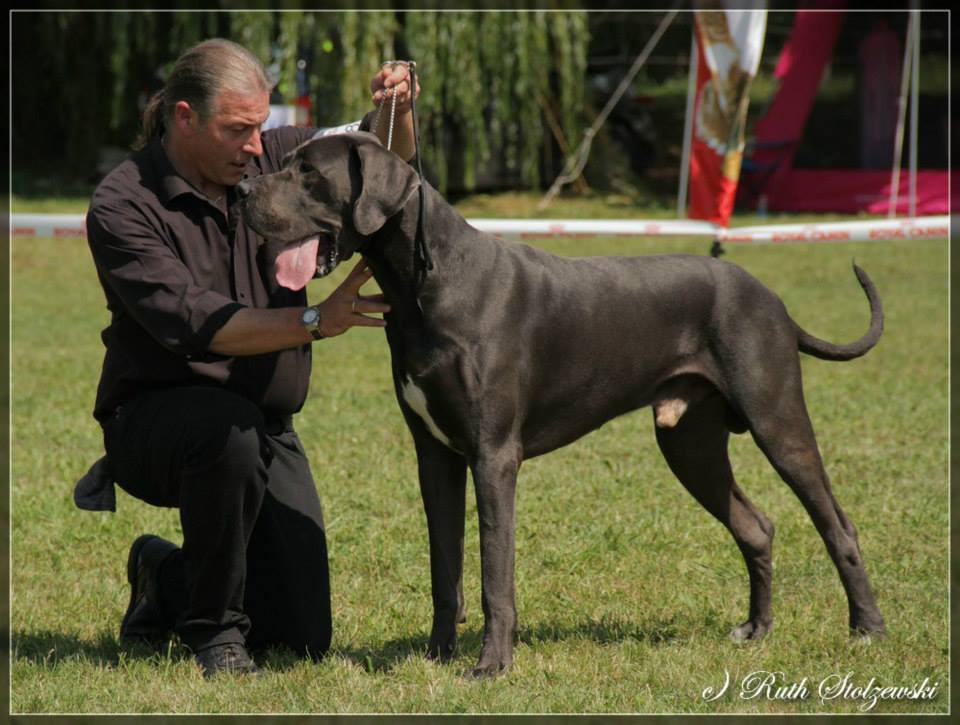  Censor Conrad von Olsland - Schweizer Clubsieger - Bester Rüde der Schau - Schweizer Schönheitschampion